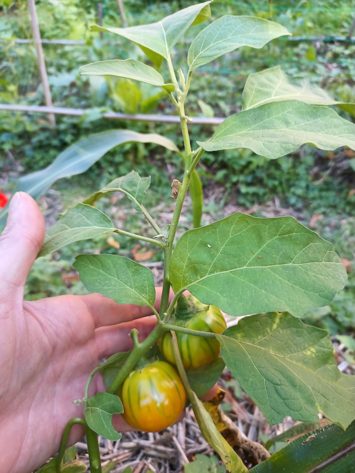 Solanum aethiopicum Melanzana rossa di Rotonda Basilicata