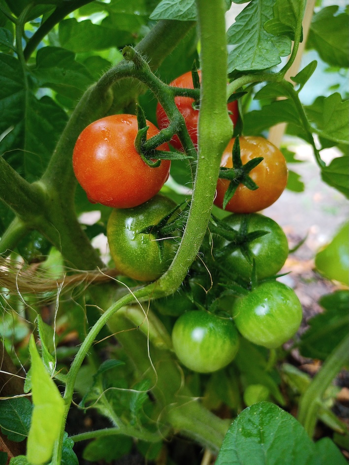 Solanum lycopersicum Spore’s Red Berry