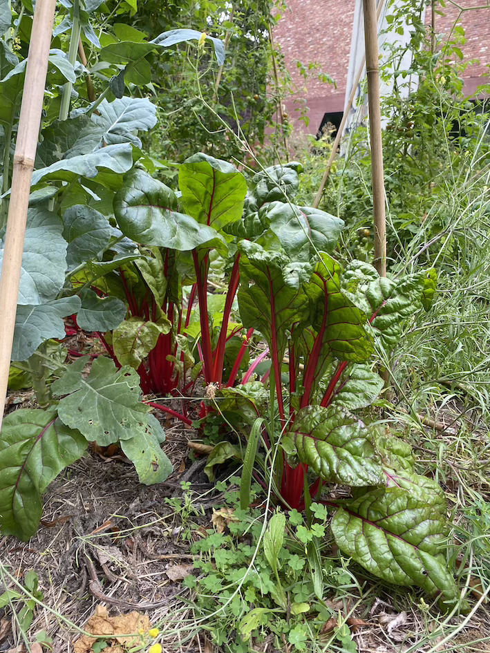 Beta vulgaris subsp. Rhubarb Chard