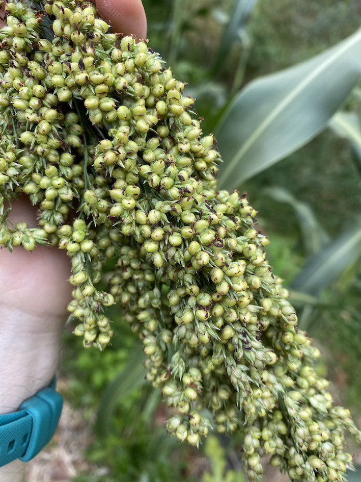 Sorghum bicolor Sugar drip