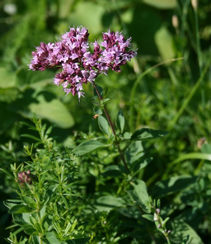 Origanum vulgare Wild oregano, Dost