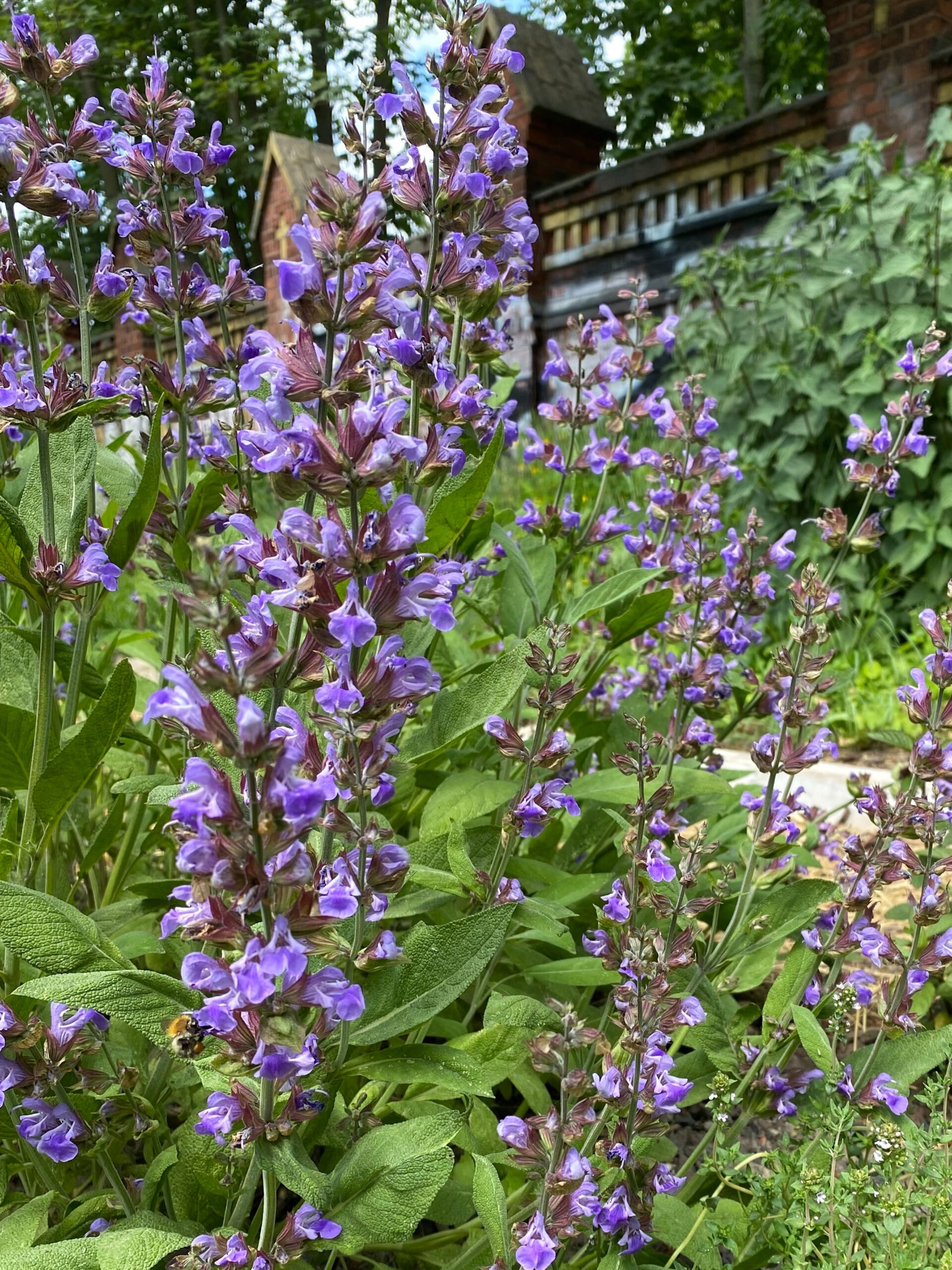 Salvia officinalis
