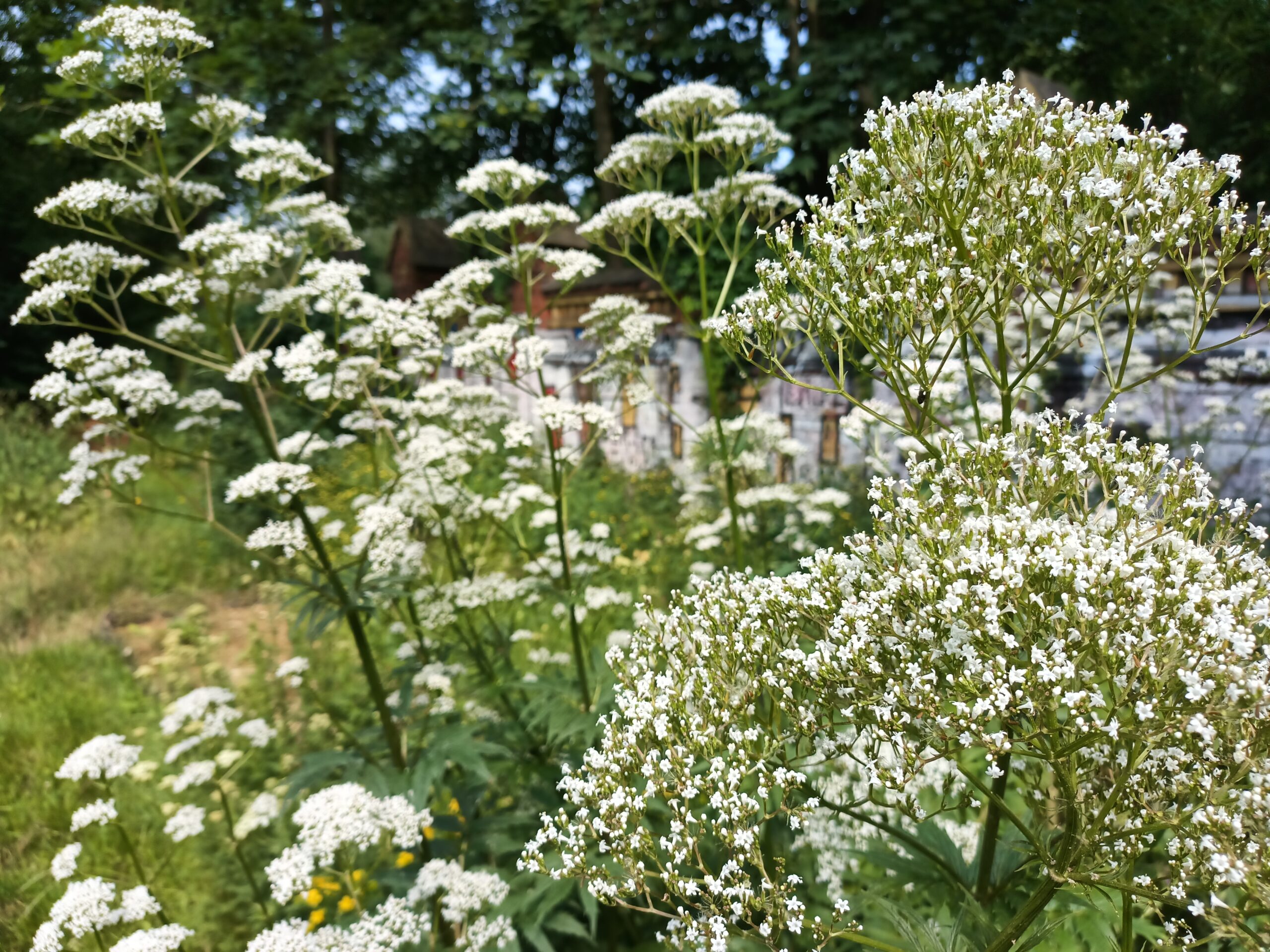 Valeriana officinalis