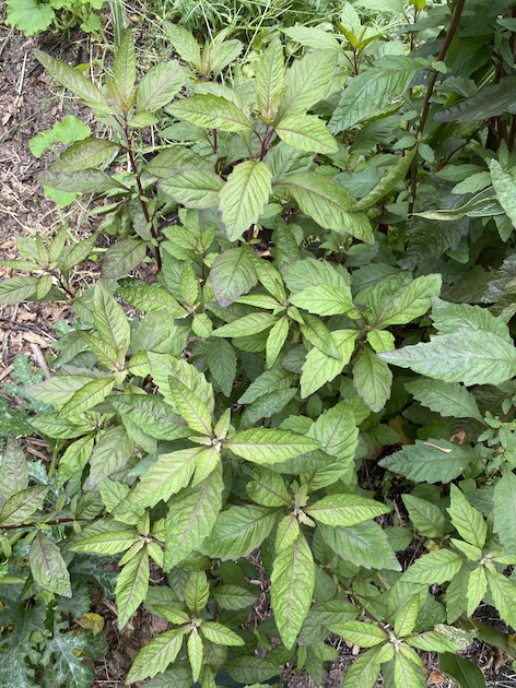 Dysphania ambrosioides