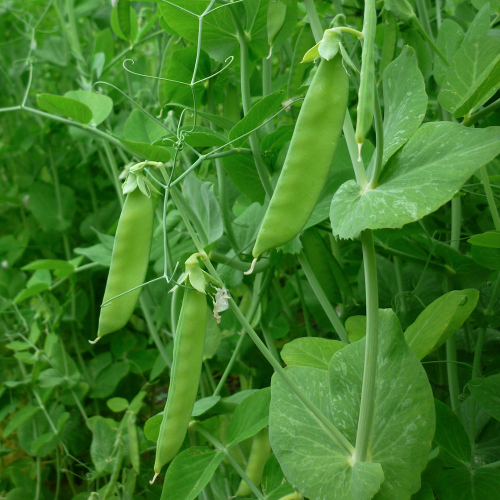 Pisum sativum convar. axiphium Junileevke