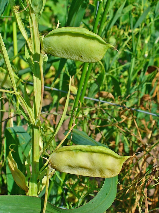 Lathyrus sativus