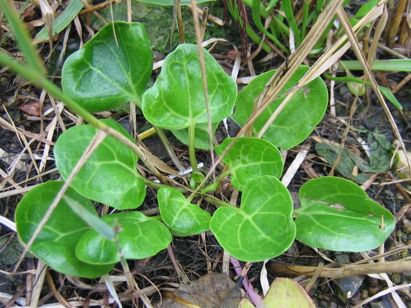 Cochlearia officinalis