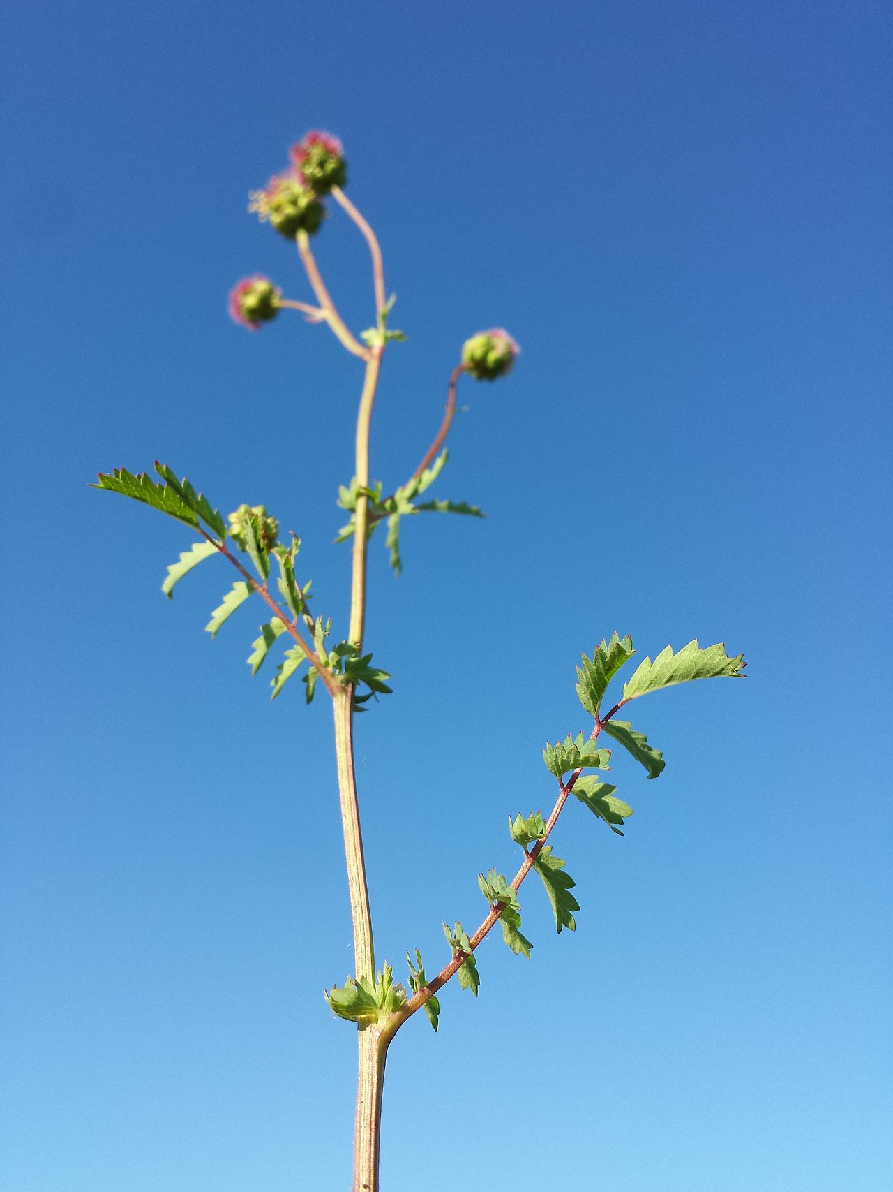 Sanguisorba minor Cultivated form