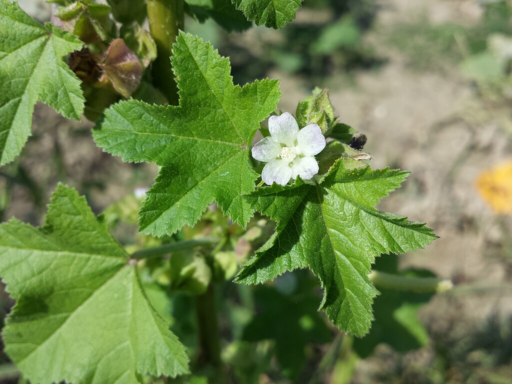 Malva verticillata Chinese mallow