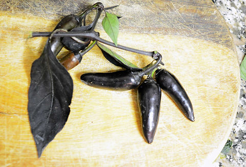 Capsicum baccatum Azteco Nero