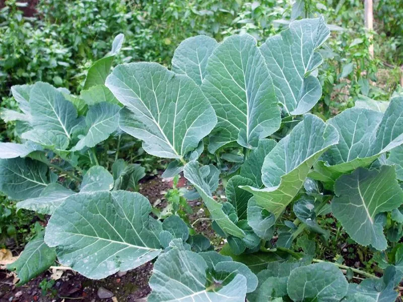 Brassica oleracea var. acephala Karalahana