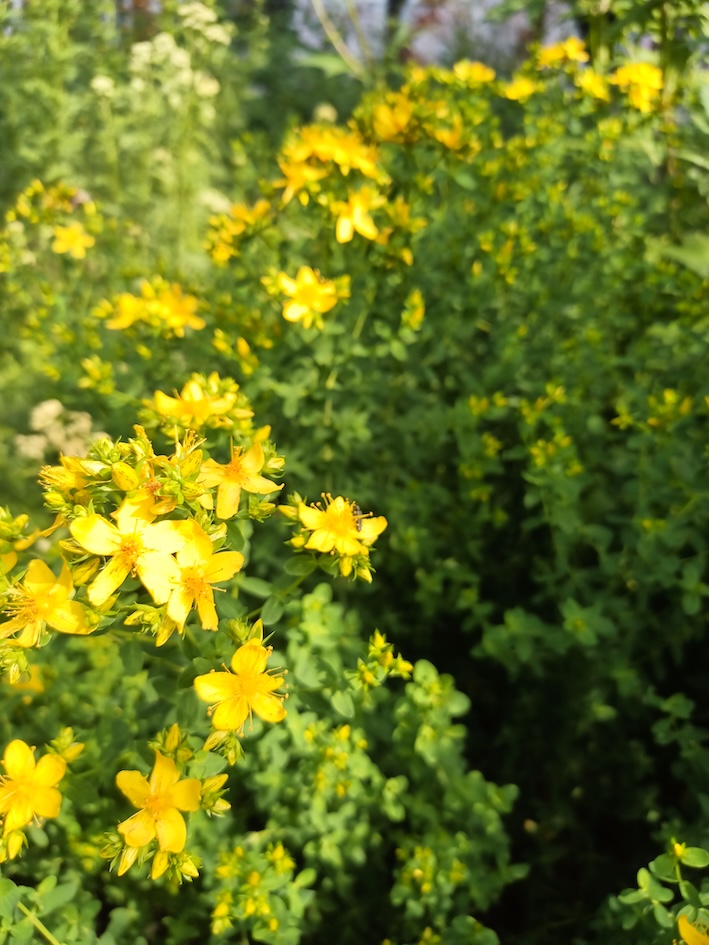 Hypericum perforatum Medicinal