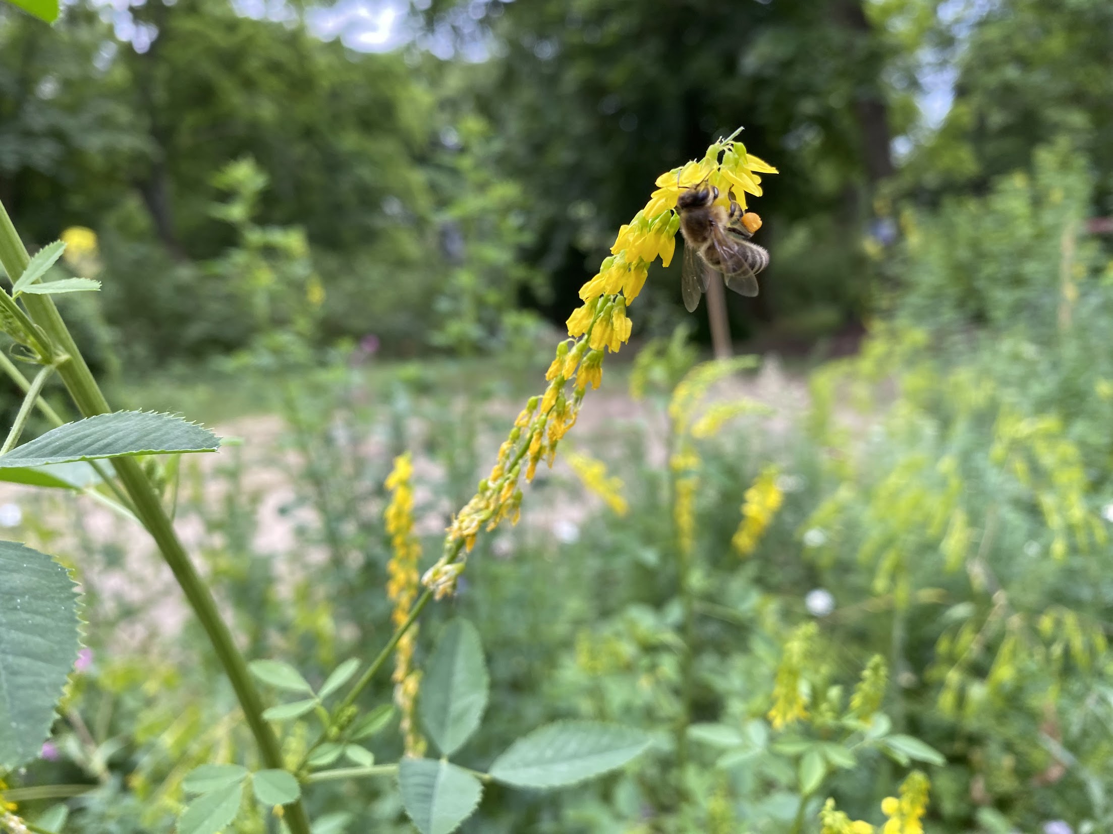 Melilotus officinalis
