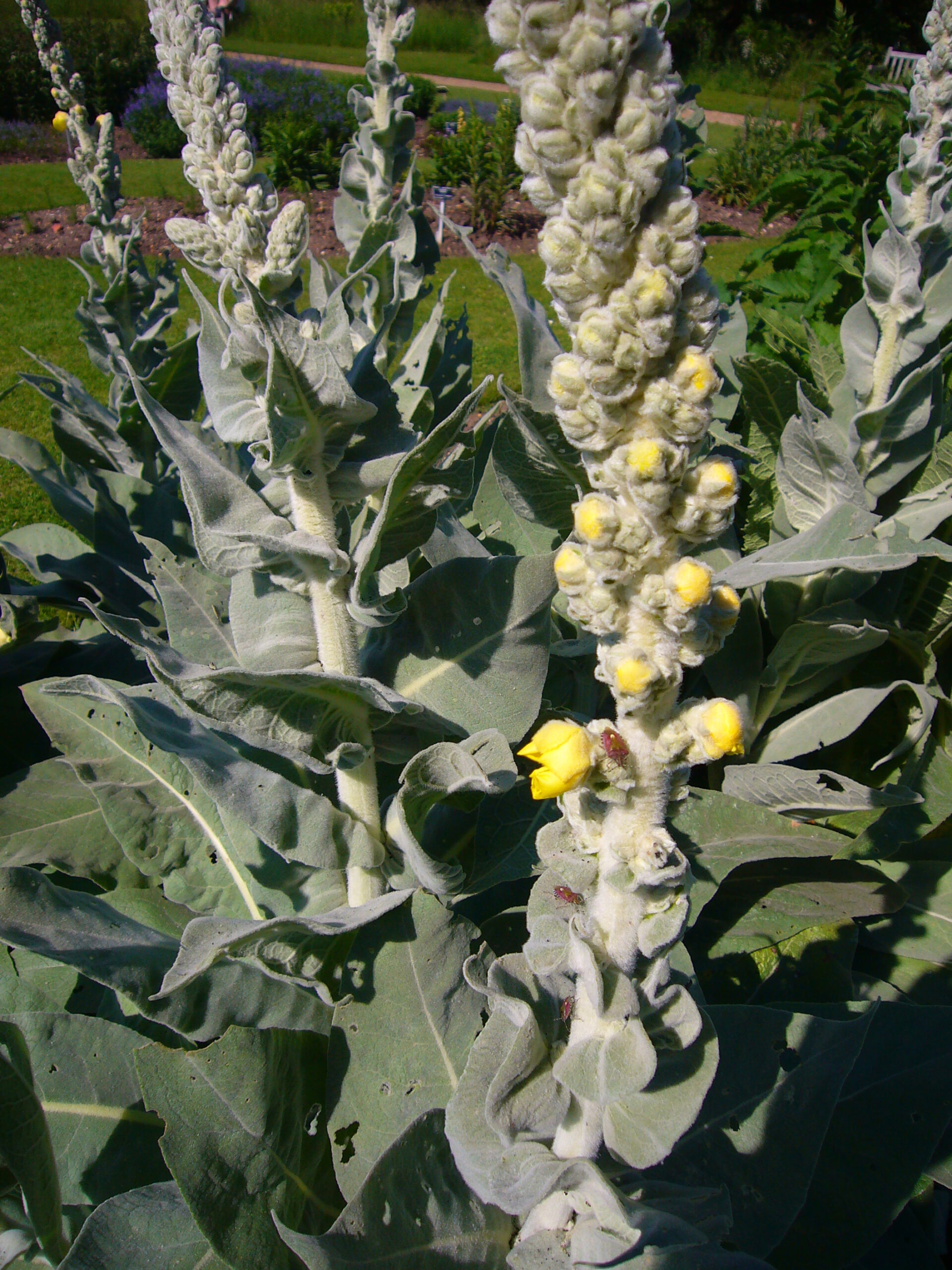 Verbascum densiflorum