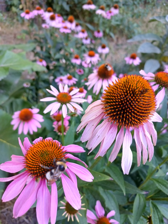 Echinacea purpurea Medicinal