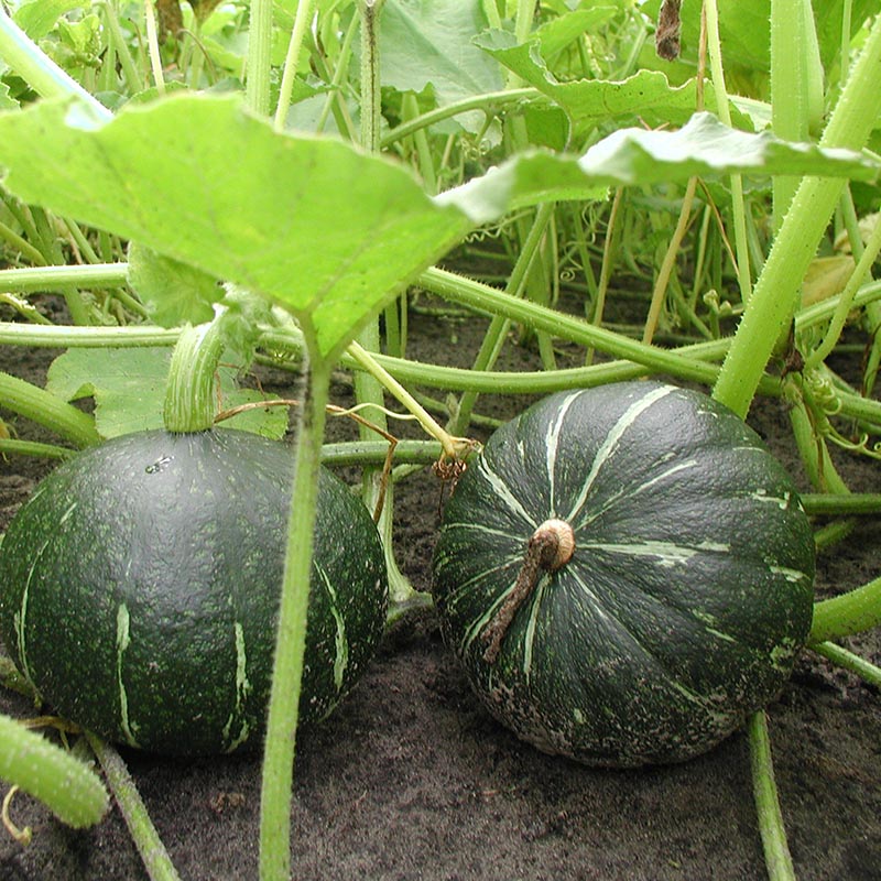 Cucurbita maxima Green hokkaido