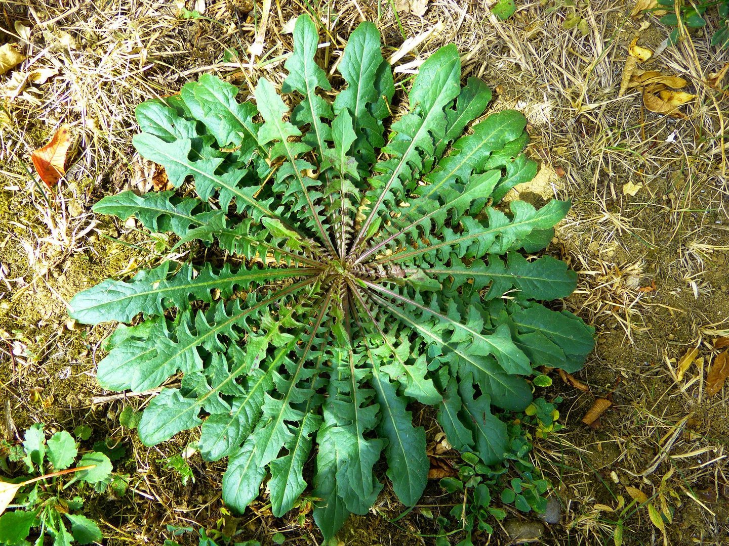 Cichorium intybus Silvatica da Campo