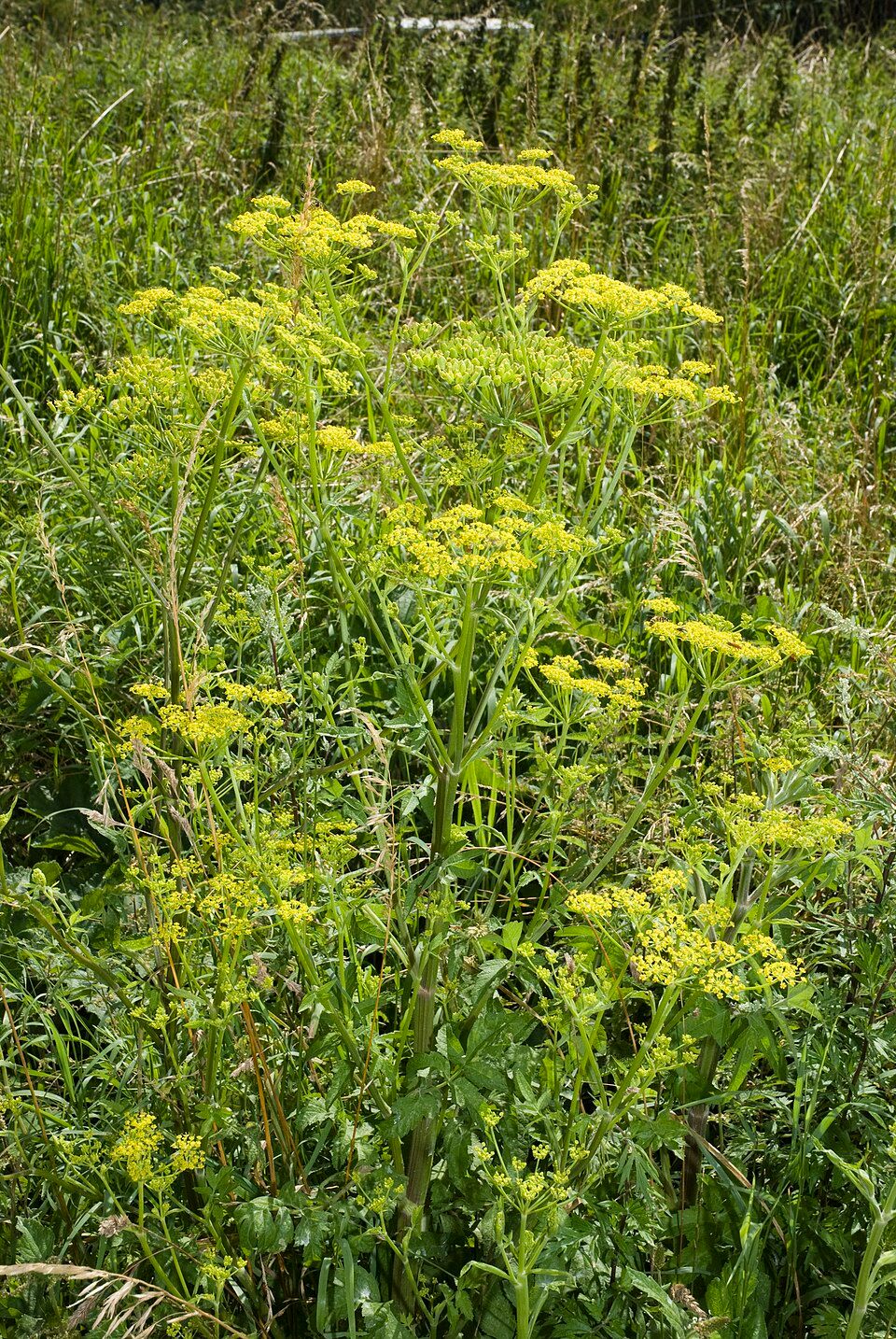 Pastinaca sativa Wild pastinak
