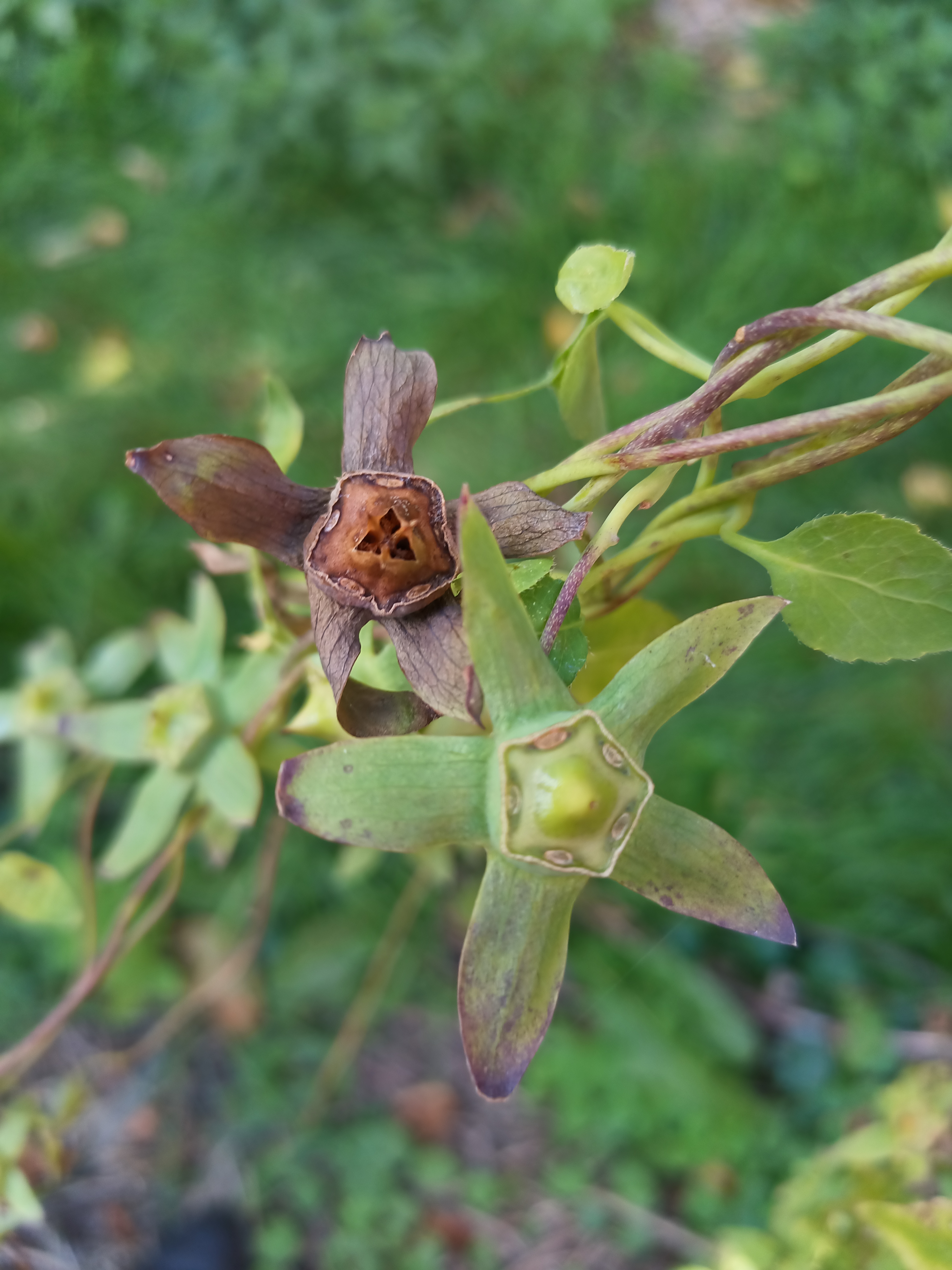 Codonopsis pilosula Dangshen