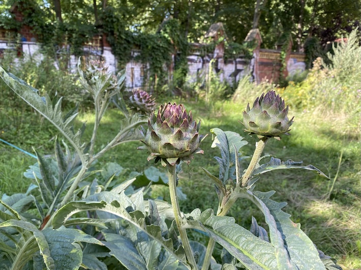 Cynara cardunculus var. altilis