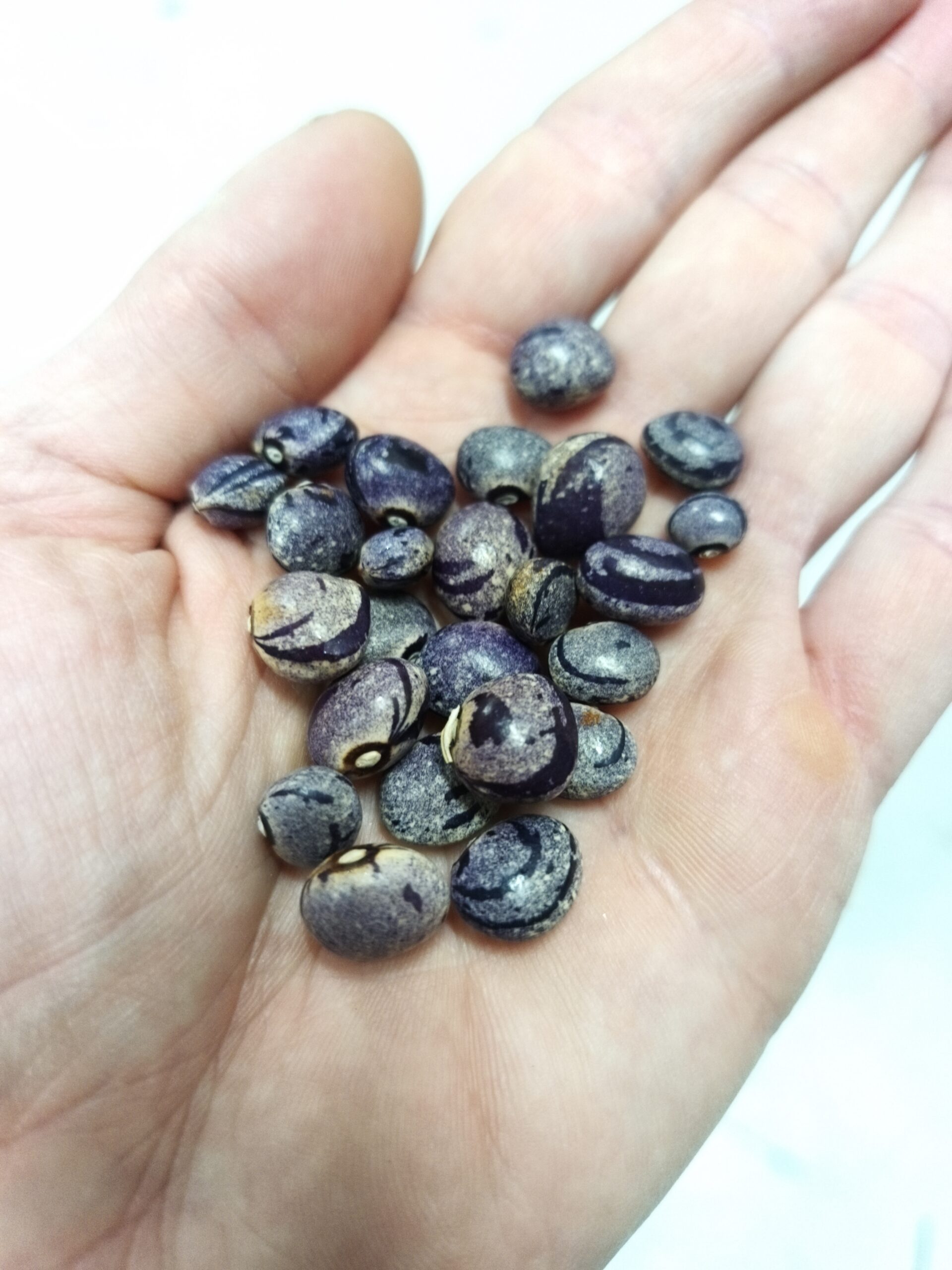 Phaseolus vulgaris Cranberry Flieder